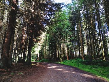 View of trees in forest