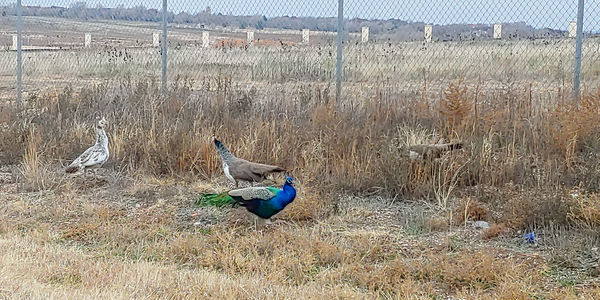 View of a bird on field