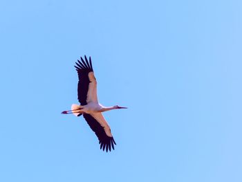 Low angle view of bird flying