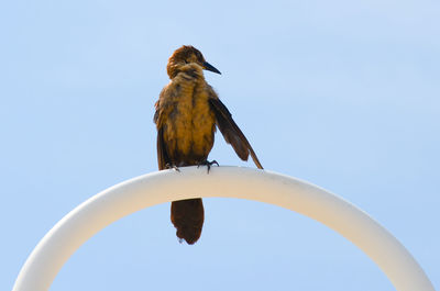 Low angle view of bird perching against clear sky