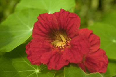 Close-up of red hibiscus blooming outdoors