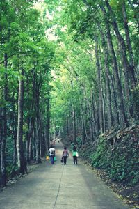 Footpath in forest