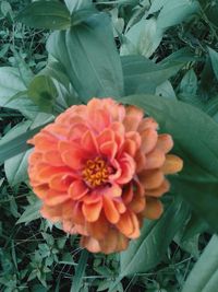 Close-up of orange flower