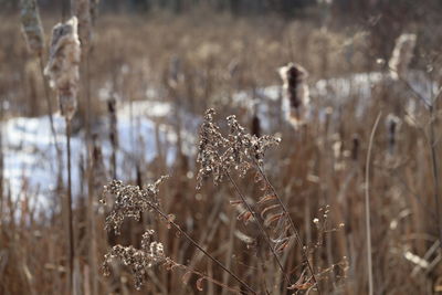 Close-up of frozen plant on land