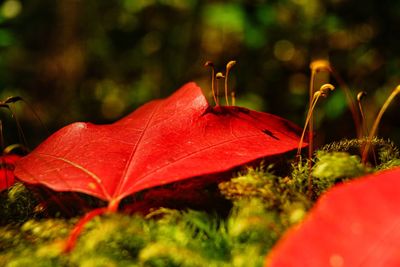 Close-up of red maple leaves on plant