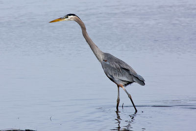 High angle view of gray heron