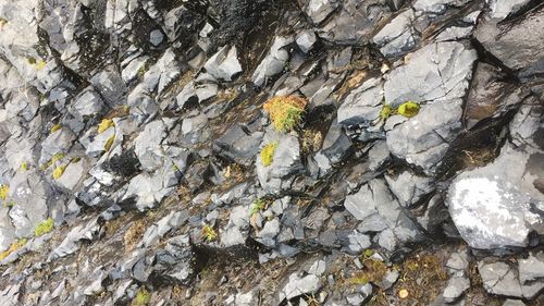 Low angle view of tree against sky