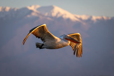 Low angle view of bird flying against sky