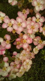 Close-up of pink flowering plants