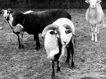 Portrait of horses standing on field