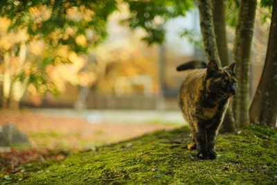 A tortoiseshell cat standing in japanese garden at autumn leaves season