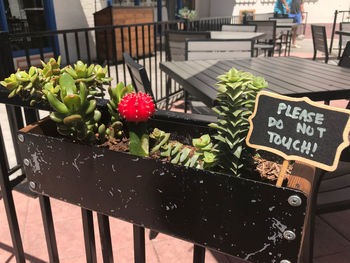 Close-up of potted plant with text