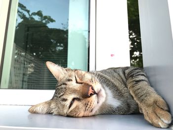 Close-up of cat lying on window