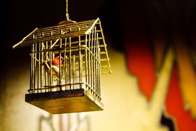 Close-up of bird perching hanging at night