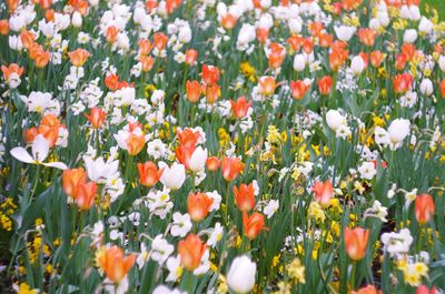 Orange tulips blooming on field