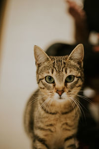 Close-up portrait of tabby cat