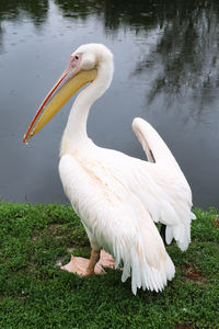 White swan in lake