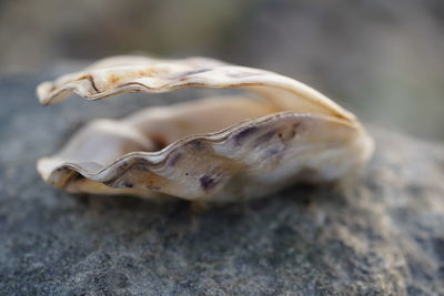 Close-up of animal shell