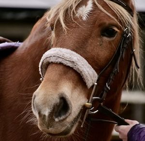 Close-up of horse