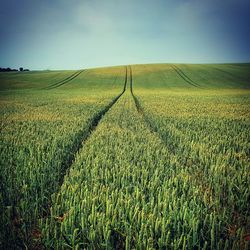 Scenic view of field against sky