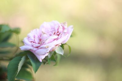 Close-up of pink flowers