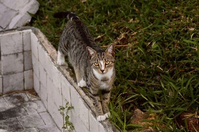 High angle portrait of cat by plants