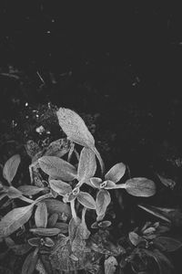 Close-up of plants at night