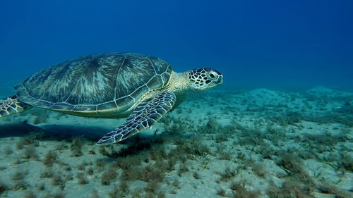 Big green turtle on the reefs of the red sea.