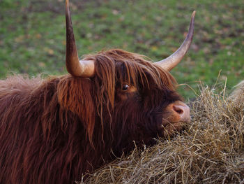 Close-up of highland cattle on field