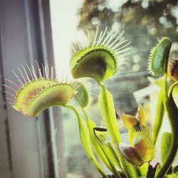 Close-up of yellow flowers