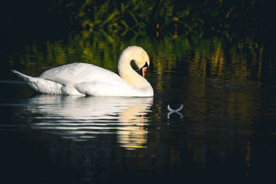 Swans swimming in lake