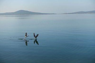 Birds landing on lake against clear sky