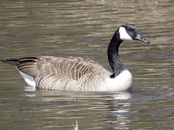 Side view of a bird in water