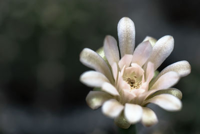 Close-up of white flowering plant