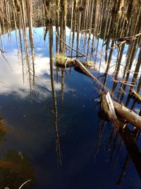 Reflection of trees in water