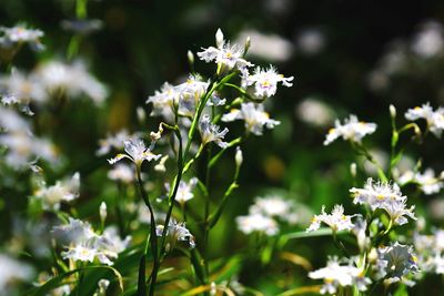 Close-up of white flowers