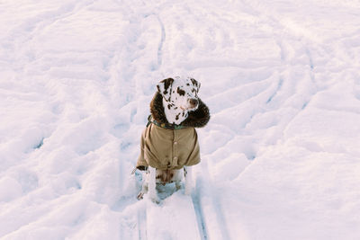 Dog in jacket sitting