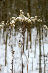 Close-up of wilted plant during winter