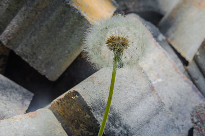 High angle view of cactus flower