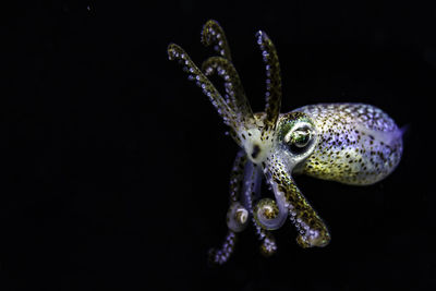 Close-up of bobtail squid against black background