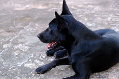 Black dog looking away
