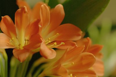 Close-up of orange flowers