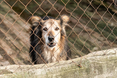 Portrait of dog in zoo