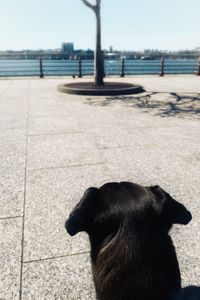 Black dog on footpath in city