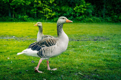 Mallard duck on field