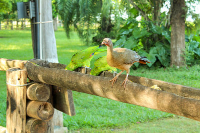 Close-up of bird perching on tree