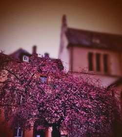 Low angle view of pink flowers