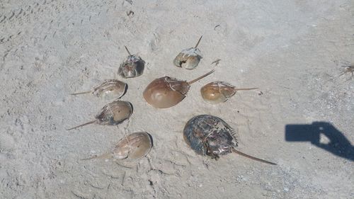 High angle view of seashell on beach