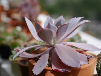 Close-up of white flowering plant