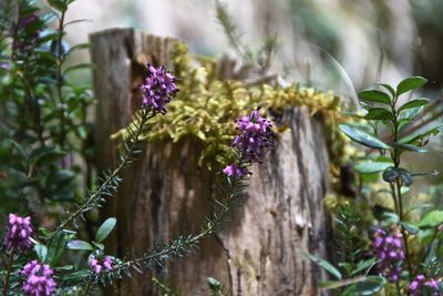 Close-up of purple flowers